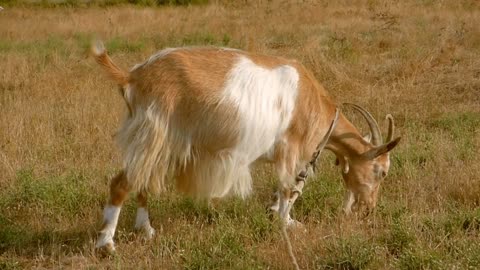 Goat eating grass in field