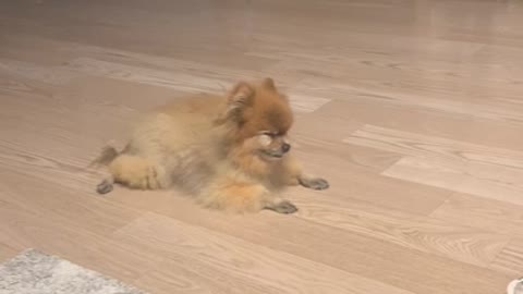 A dozing Pomeranian