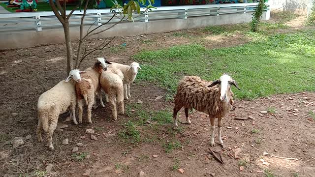 met flock of sheep excitedly