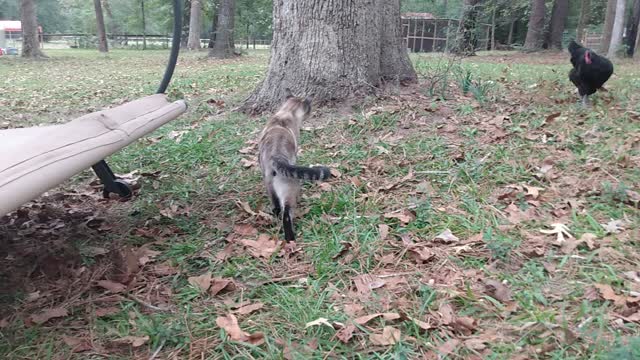 Cat out with the chickens ASMR