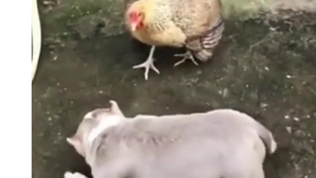 Dog scares for a chicken🤣 Chicken vs Dog fight