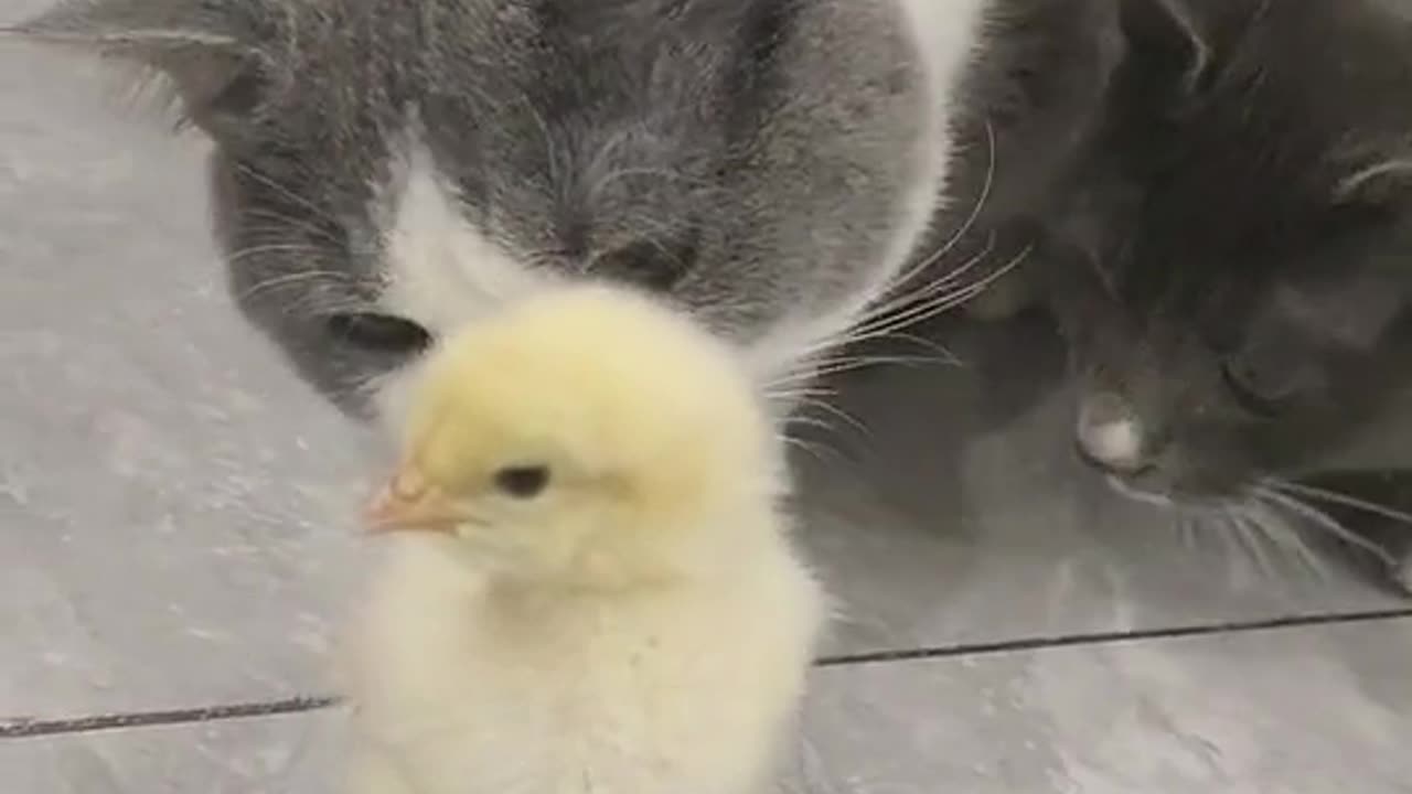 #catchick