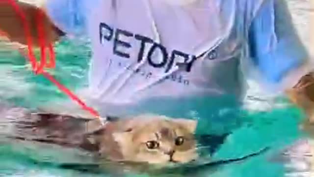 5-Week-Old Kitten Loves Swimming With Her Dad | The Dodo Soulmates