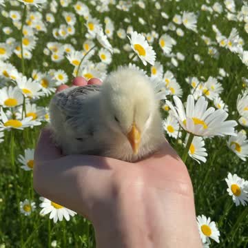 Close Up Video of a Person Holding a Chick