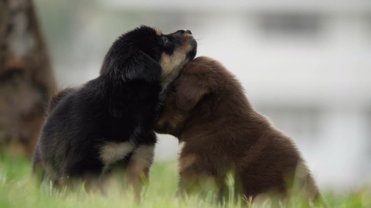 Puppies Out And Just Having Fun 🐶 🐾