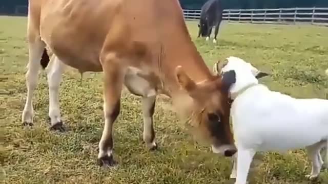 close friendship between cow and dog