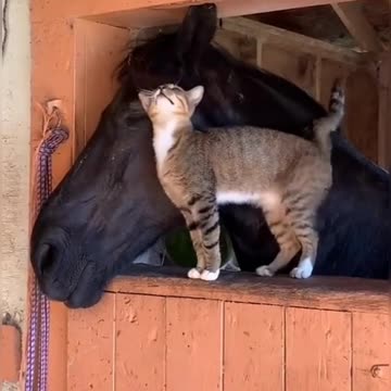 Cat and Horse..this video is full of love