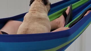 The Pug Life - Tig