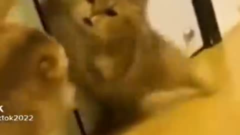 Funny videos of animals