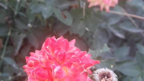 Small roses