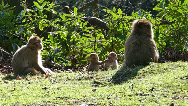 Barbary Macaque