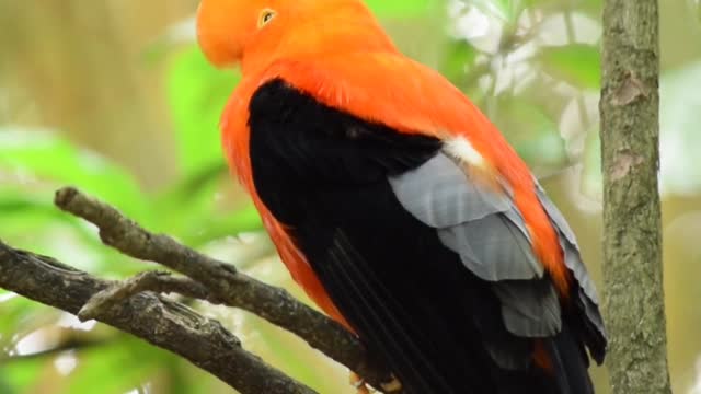 Beautiful bird with wonderful colors