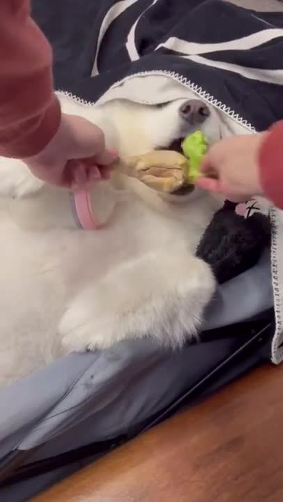 Dog Pranked again, Funny