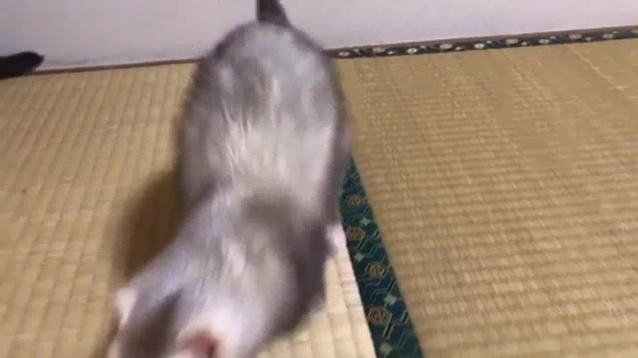 The ferret and hedgehog and the cat are playing in the playroom.