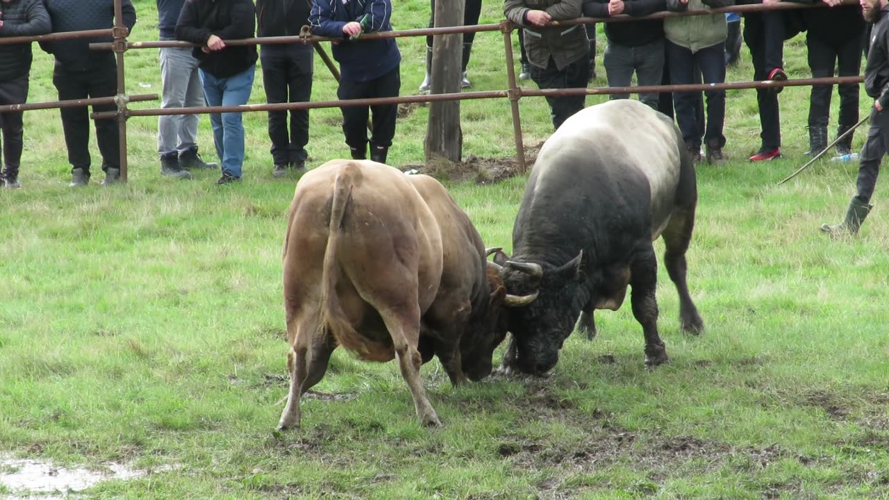Zećo od Tunjara vs Macan od Bosnića