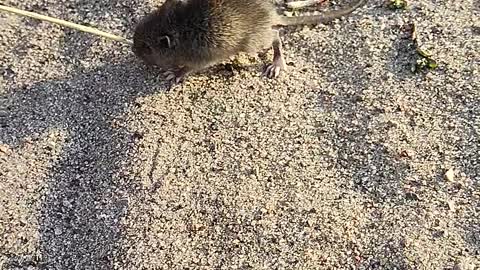 little rat, for some reason runs near the road