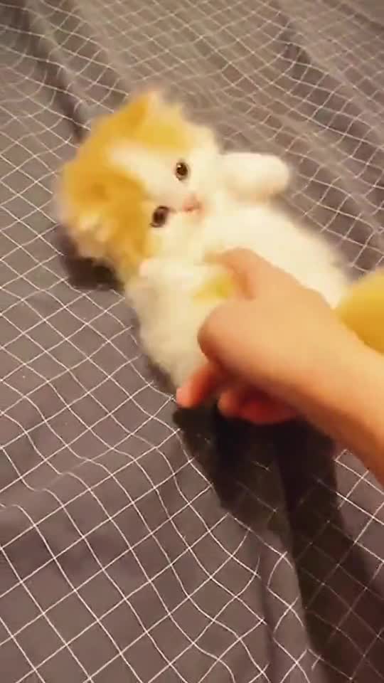 Funny cat and dog completion The funny cat