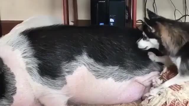 Lazy pig,come on,let's go out for party!