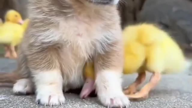 Cute puppy with sparrow