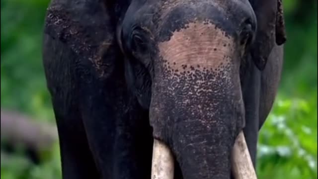 Why is there a different color on this elephant's head?