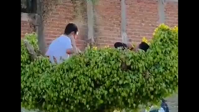 Primeira vez que vejo um ninho de maconheiros! kkkkk