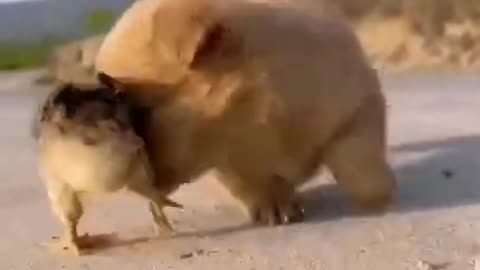 Cute dog and bird love