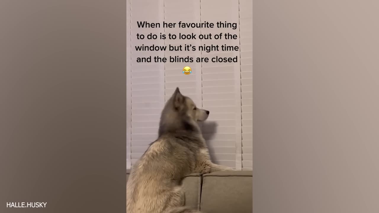 Funniest Pets Ever🤣🤣