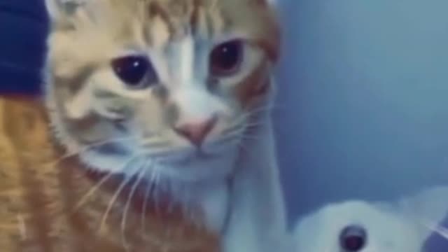 romantic cat video#cat video #funny cat video