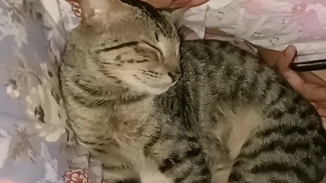Idaho the Cat and 5 Year Old Best of Friends