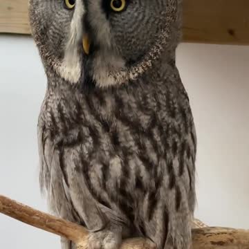 🤍Harriet & Herbert🤍