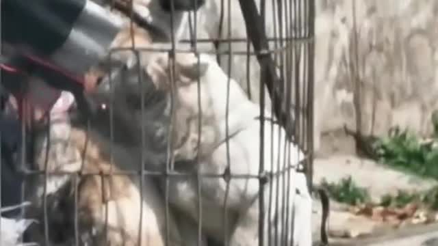 Dog and cat funny video.