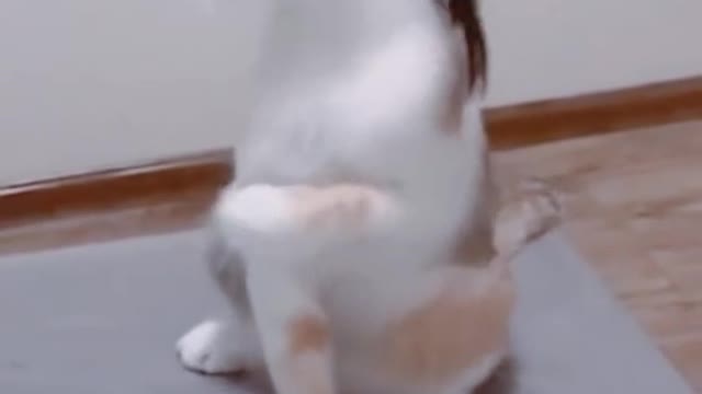 Cat trying to catch wig on her head | Funny video