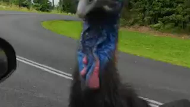 Cassowary approaches driver