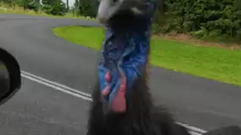 Cassowary approaches driver