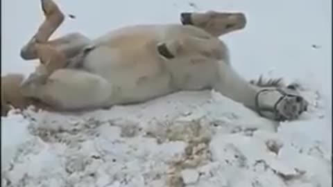 see what this funny horse is doing