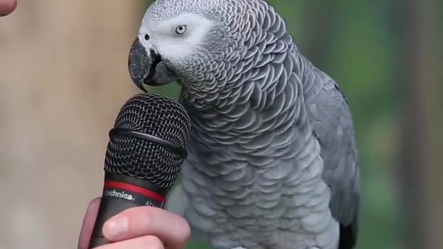 Talking Parrot is awesome!