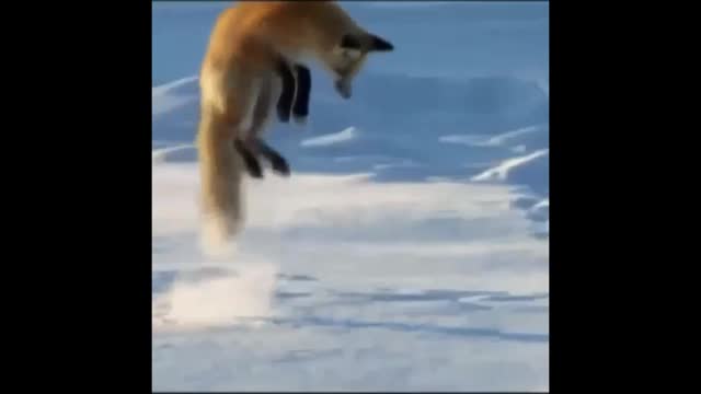 Funny videos - 2021 Compilation 01