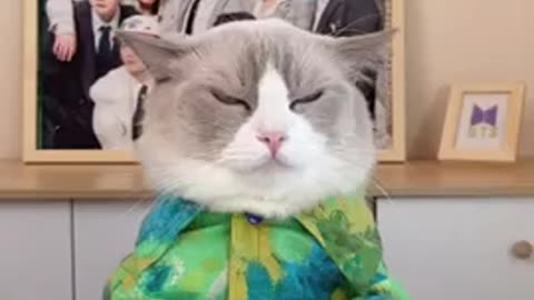 Baby cat_ cute cat funny video