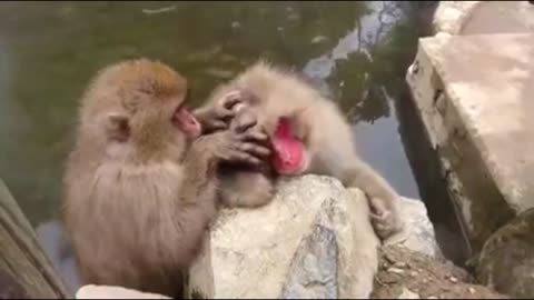 Snow monkeys take care of each other