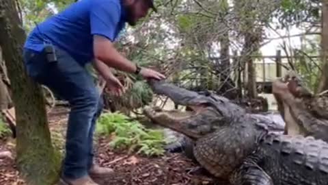 this guy is crazy alone with 3 giant alligators