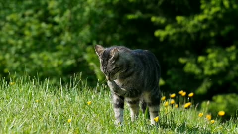 Splendid Cat