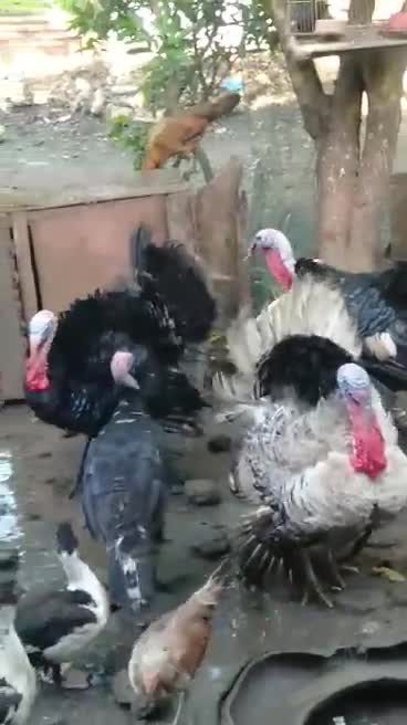 Turkeys, ducks and chickens in our backyard