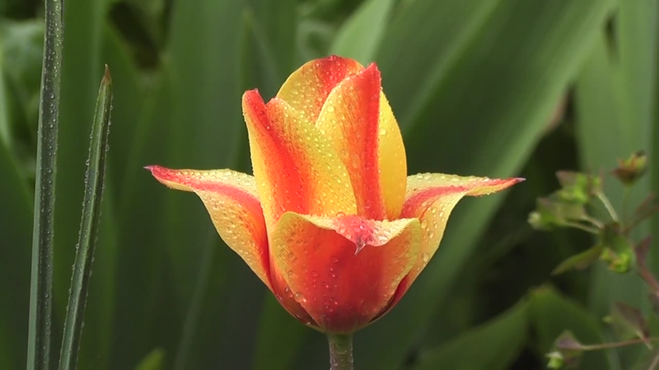 A Beautiful Glimpse of Flower🌷 | Nature's Glare and Beauty