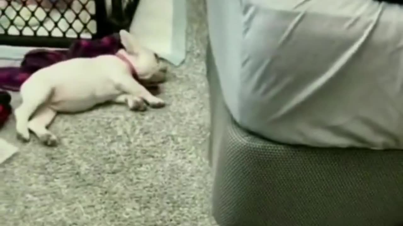 Funny Animal's Video 😂😂😂
