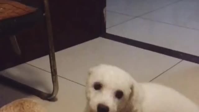 Noisy golden retriever during the day and tortured by Xiaobai at night