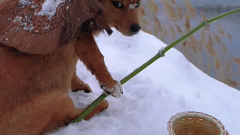 Snow dogs