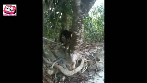 funny cute monkey video