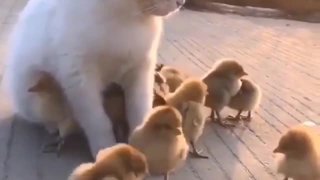 he is beautiful taking care of the brothers