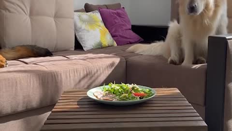 These pets are really nice and lovely