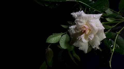 White Rose
